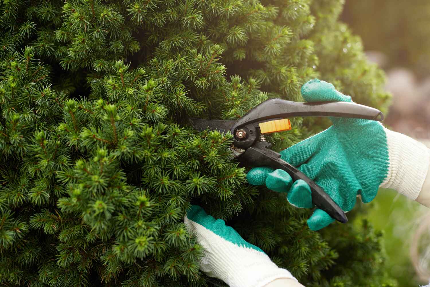 Tree Branch Trimming in Kennesaw, GA